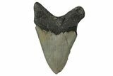 Serrated, Fossil Megalodon Tooth - North Carolina #347037-2